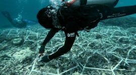 Program BRI Menanam - Grow and Green di Pulau Kapoposang, Kabupaten Pangkajene Kepulauan (Pangkep), Sulawesi Selatan. (Dok. BRI).