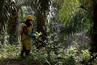 Perkebunan sawit PGUN di Kalimantan Selatan, pusat produksi utama yang menopang lonjakan laba semester I 2025. (Dok. pradiksi.co.id)