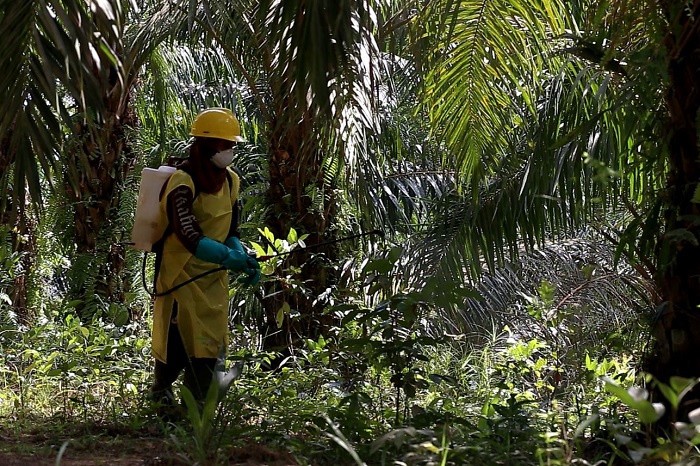 Perkebunan sawit PGUN di Kalimantan Selatan, pusat produksi utama yang menopang lonjakan laba semester I 2025. (Dok. pradiksi.co.id)