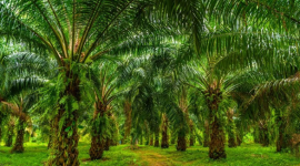 Aset perkebunan sawit PT PAL disita karena diduga dibeli dari dana kredit fiktif. (Dok. Brin.go.id)